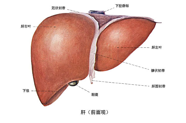 臉上長痘能吃南瓜嗎？臉上長痘吃南瓜好不好？