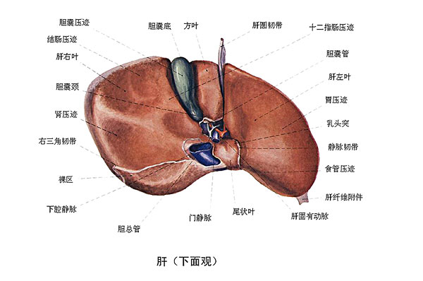 臉上長痘能吃南瓜嗎？臉上長痘吃南瓜好不好？