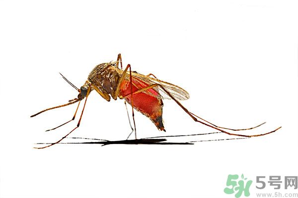 點(diǎn)蚊香為什么還有蚊子？為什么點(diǎn)蚊香沒有用了？