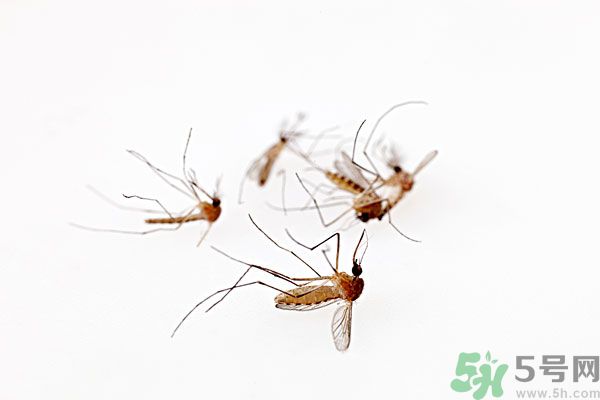 點蚊香為什么還有蚊子？為什么點蚊香沒有用了？