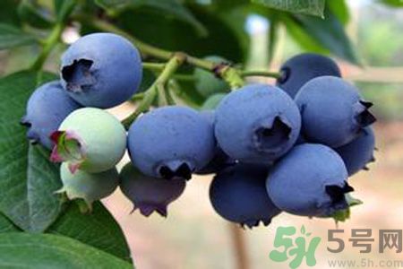 月經(jīng)期間可以吃藍莓嗎？來月經(jīng)可以吃藍莓嗎？