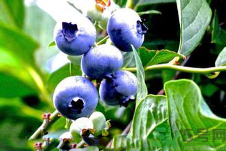藍莓有籽嗎？藍莓籽是藍莓的種子嗎？