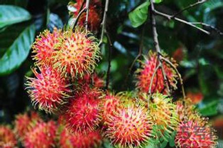 紅毛丹的殼可以吃嗎？紅毛丹的皮可以吃嗎？