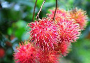 寶寶可以吃紅毛丹嗎？寶寶多大了可以吃紅毛丹？