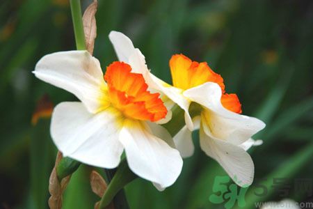 父親節(jié)送什么花好？父親節(jié)送什么花？