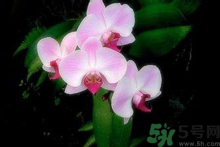 父親節(jié)送什么花好？父親節(jié)送什么花？