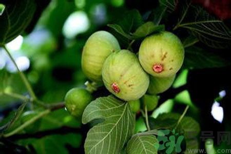 無花果是發(fā)物嗎？無花果樹不是發(fā)物？
