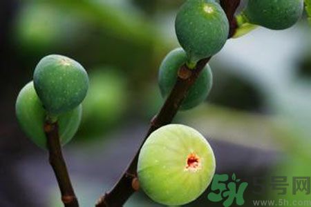 無花果是酸性還是堿性？無花果是堿性嗎？