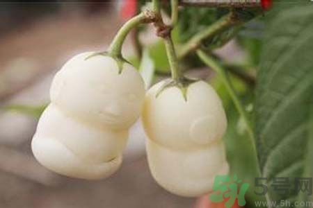 人參果是發(fā)物嗎？人參果是不是發(fā)物？