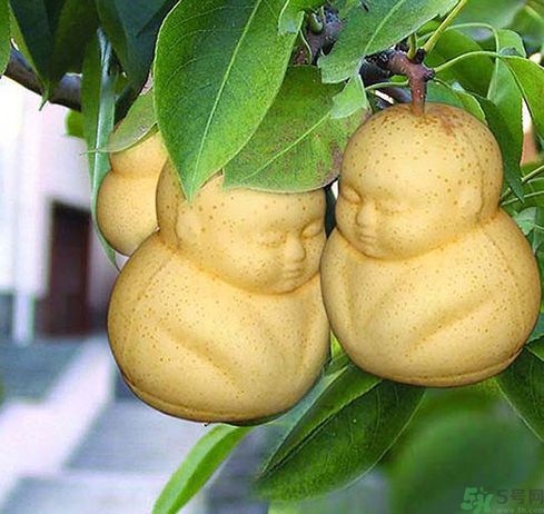 哺乳期可以吃人參果嗎？哺乳期吃人參果好嗎？