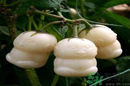 哺乳期可以吃人參果嗎？哺乳期吃人參果好嗎？