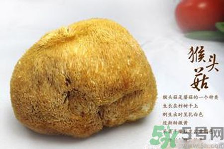 猴頭菇是熱性還是涼性？猴頭菇是熱性嗎？