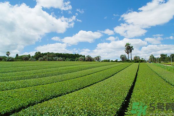 綠茶可以去黑眼圈嗎？綠茶去黑眼圈的方法