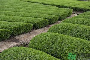 綠茶可以去黑眼圈嗎？綠茶去黑眼圈的方法