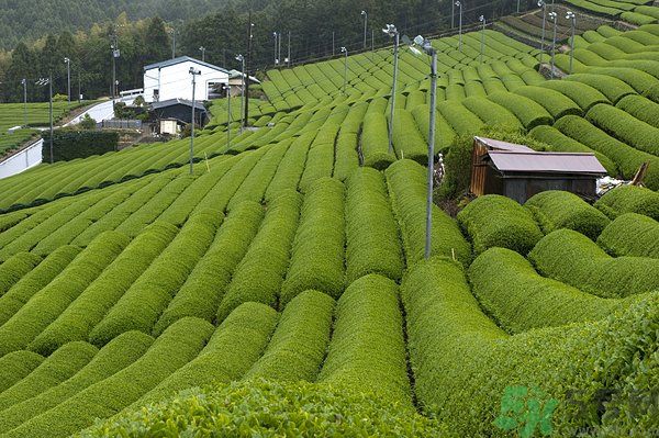 綠茶可以去黑眼圈嗎？綠茶去黑眼圈的方法