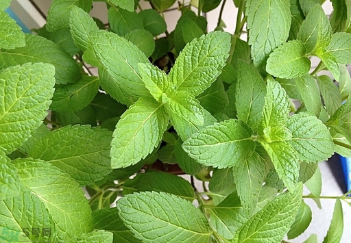 薄荷能美白嗎？薄荷有什么功效和作用？