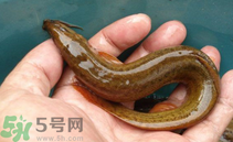 泥鰍死了還能吃嗎？死泥鰍能不能吃？
