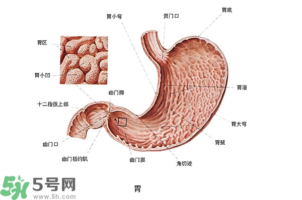 防胃癌的食物有哪些？多吃什么預(yù)防胃癌？