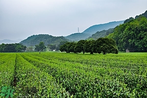 綠茶是酸性還是堿性?綠茶是酸性的嗎？
