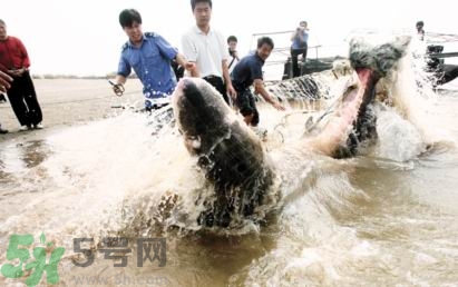 發(fā)洪水怎么抓魚？發(fā)洪水時的抓魚方法