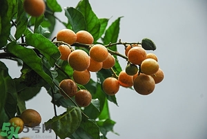 孕婦能吃黃皮果嗎？孕婦吃黃皮果好嗎？