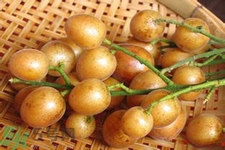 黃皮果是酸性還是堿性？黃皮果是堿性嗎？