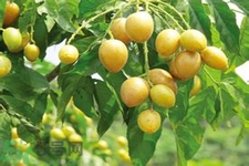 黃皮果是不是發(fā)物？黃皮果是發(fā)物嗎？