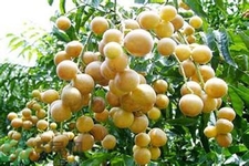黃皮果果核可以吃嗎？黃皮果果核有什么功效？