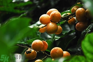孕婦能吃黃皮果嗎？孕婦吃黃皮果好嗎？