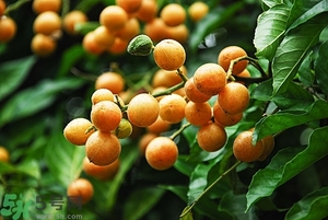 孕婦能吃黃皮果嗎？孕婦吃黃皮果好嗎？