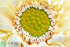 蓮蓬是什么東西？蓮蓬是什么顏色的？