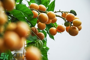 孕婦能吃黃皮果嗎？孕婦吃黃皮果好嗎？