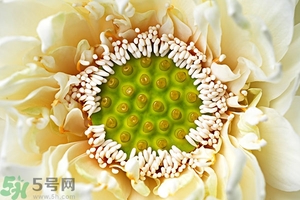 蓮蓬是什么東西？蓮蓬是什么顏色的？
