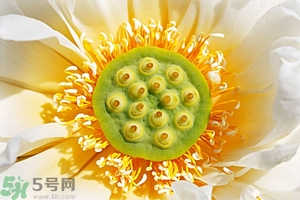 蓮蓬可以多吃嗎？蓮子吃多了會怎樣？