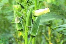 秋葵花可以吃嗎？秋葵花的做法