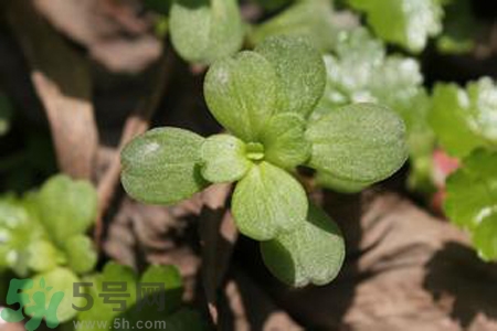 馬齒莧是熱性還是涼性？馬齒莧是涼性嗎？
