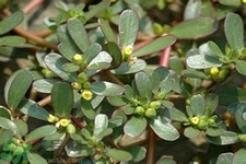 馬齒莧是不是發(fā)物？馬齒莧是發(fā)物嗎？