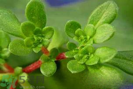 馬齒莧是不是發(fā)物？馬齒莧是發(fā)物嗎？
