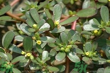 馬齒莧是酸性還是堿性？馬齒莧是堿性嗎？