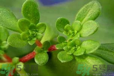 馬齒莧是酸性還是堿性？馬齒莧是堿性嗎？