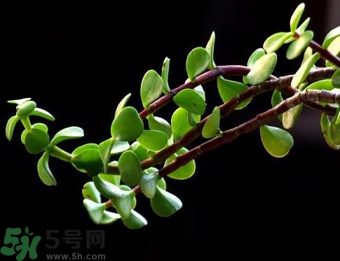 馬齒莧可以去痘痘嗎？馬齒莧敷臉去痘痘有什么副作用嗎？