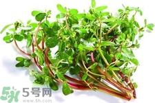 馬齒莧可以去痘痘嗎？馬齒莧敷臉去痘痘有什么副作用嗎？