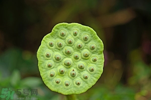 蓮蓬可以多吃嗎？蓮子吃多了會怎樣？