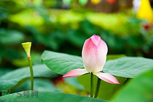 蓮蓬可以多吃嗎？蓮子吃多了會怎樣？