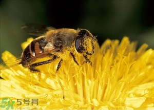 蜂蜜放久了有酒味是怎么回事？蜂蜜有酒味還能喝嗎？