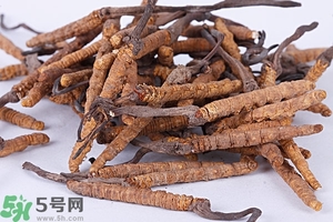冬蟲夏草是怎么形成的？冬蟲夏草是蟲子嗎？