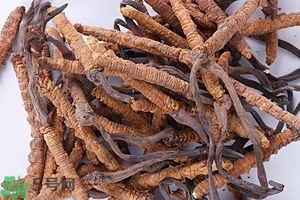 冬蟲夏草是怎么形成的？冬蟲夏草是蟲子嗎？