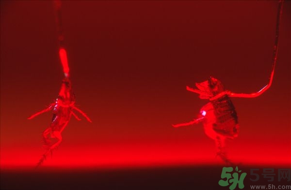 家里有跳蚤怎么快速去除？屋里有跳蚤怎么消滅掉？