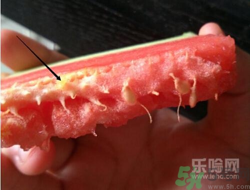 如何辨別催熟的西瓜？催熟的西瓜是什么樣的？