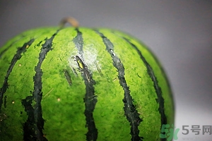 如何辨別催熟的西瓜？催熟的西瓜是什么樣的？
